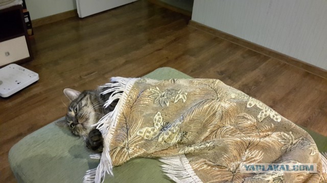 Мои найденыши