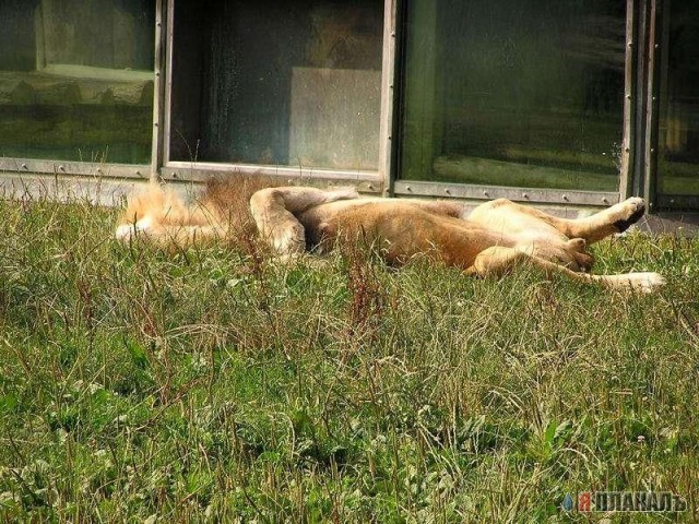ДИКИЕ КОШКИ