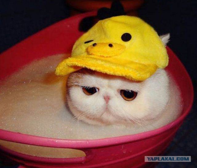 Пост невероятной кошачьей красоты. 25 фот.