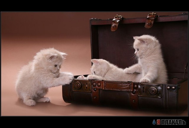 Коты, кошки, котята