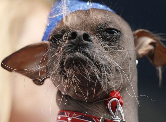 Скотинки - Животинки