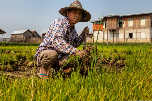 Как в Мьянме выращивают овощи на озерах