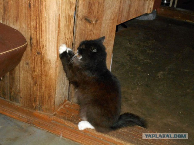 Жизнь домашнего приюта для котеек 126