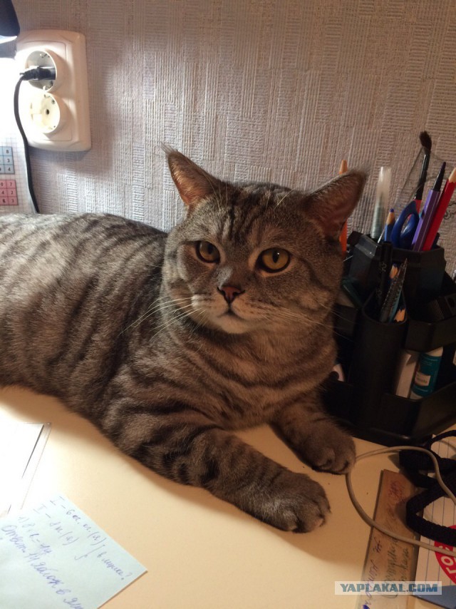 Котовтоник 29.11.2016.