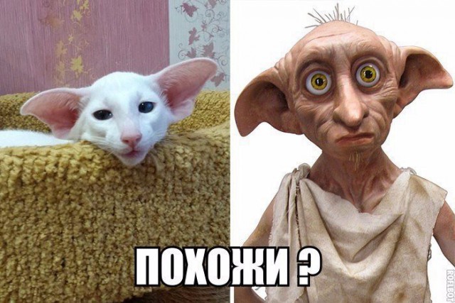 Всячина. Картинки и тексты картинками.
