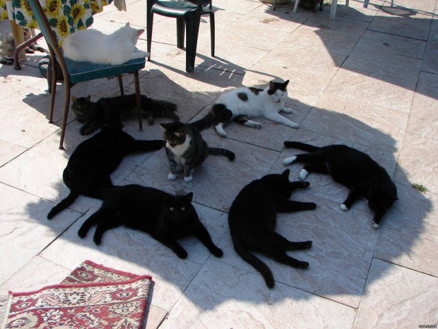 Коты и Кошки