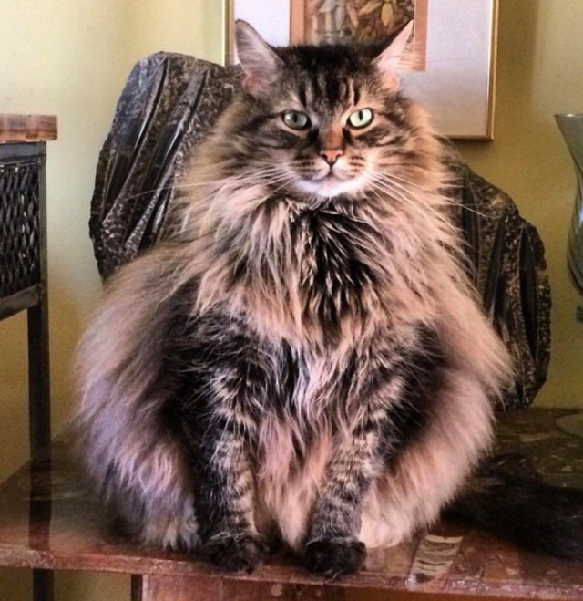 Коты и Кошки