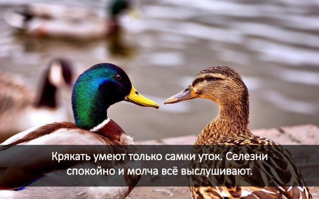 Немного весёлых картинок