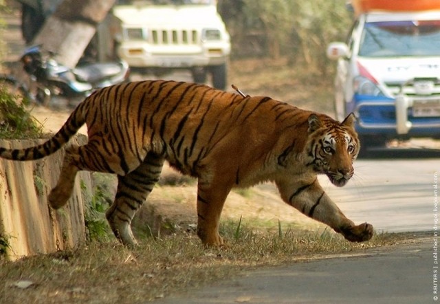 Бенгальские тигры вырвались на свободу!