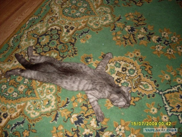 Котовторник 27.12.11