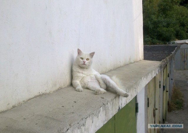 Котовторник (24. 01. 2012 )