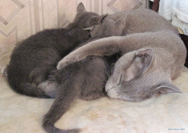 Котовторник (14.02.2012)