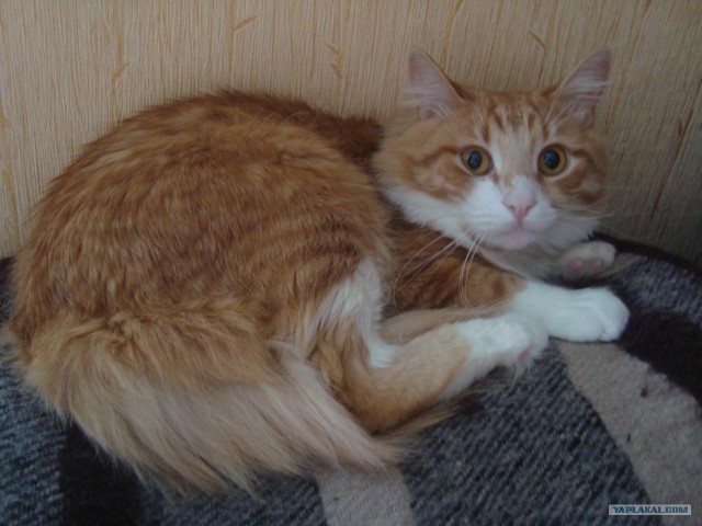 КОТОВТОРНИК (6.03.2012)