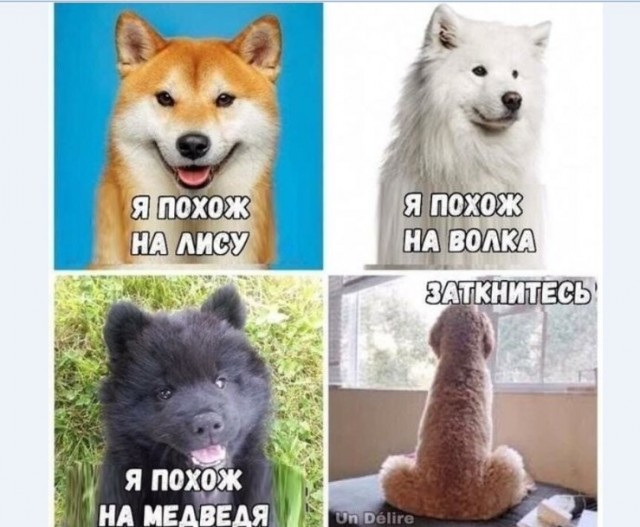 Картинки и мемы для настроения 016