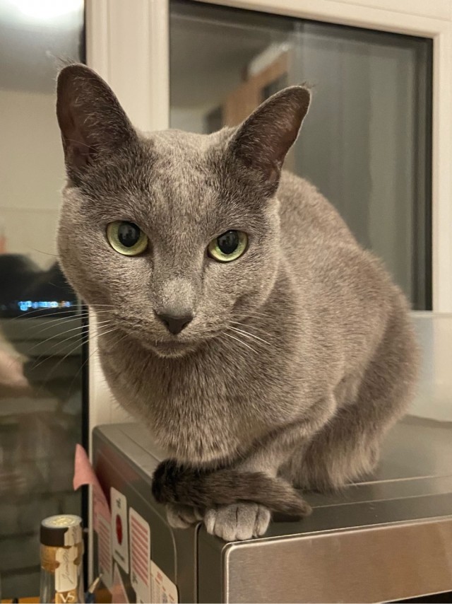 Котовторник же!