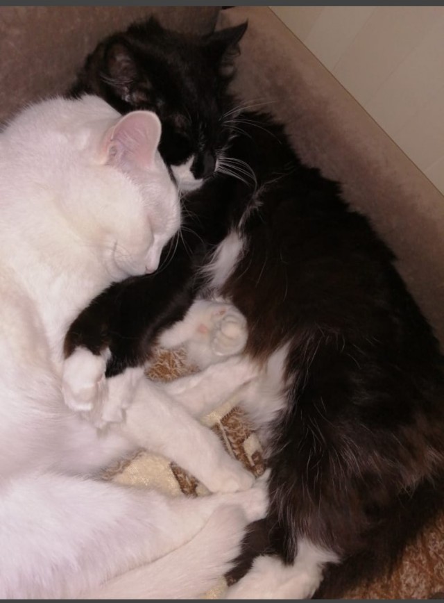 Котовторник же очередной