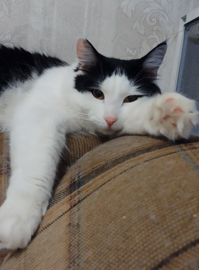 Котовторник. Февраль