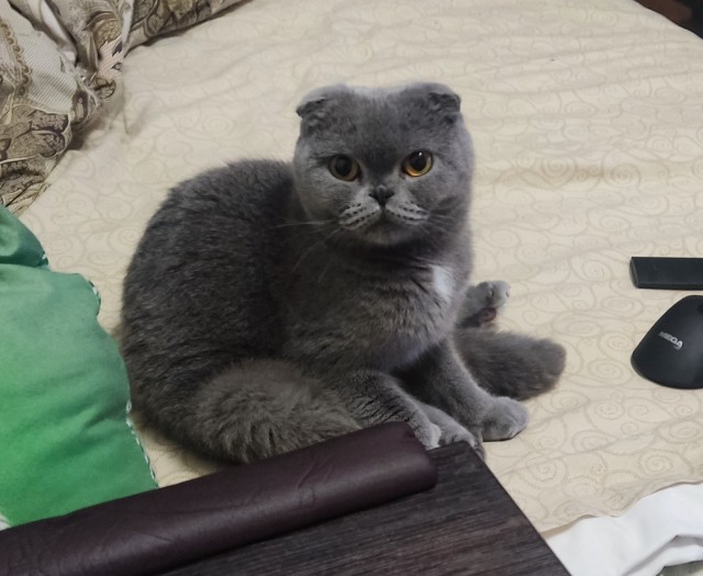 Котовторнику посвящается
