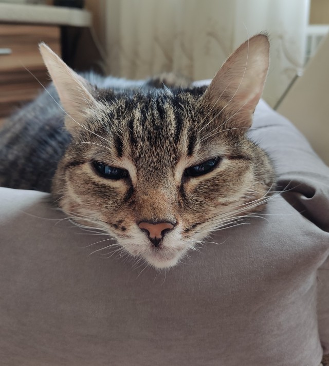 Котовторник. Кошка по имени Овца!