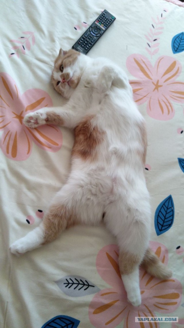 Начну котовторник чуть раньше!