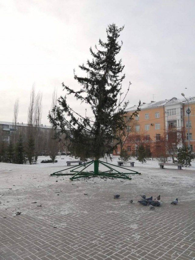 На Алтае поставили облезлую новогоднюю ель. Жители Заринска философски решили, что «какой год, такая и ёлка»
