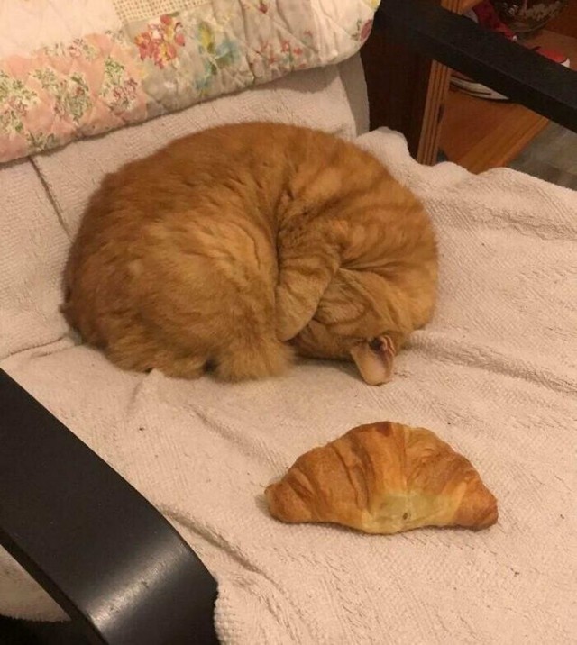 Начинаем котовторник.