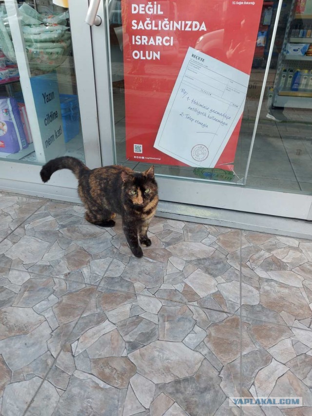 Котики Стамбула