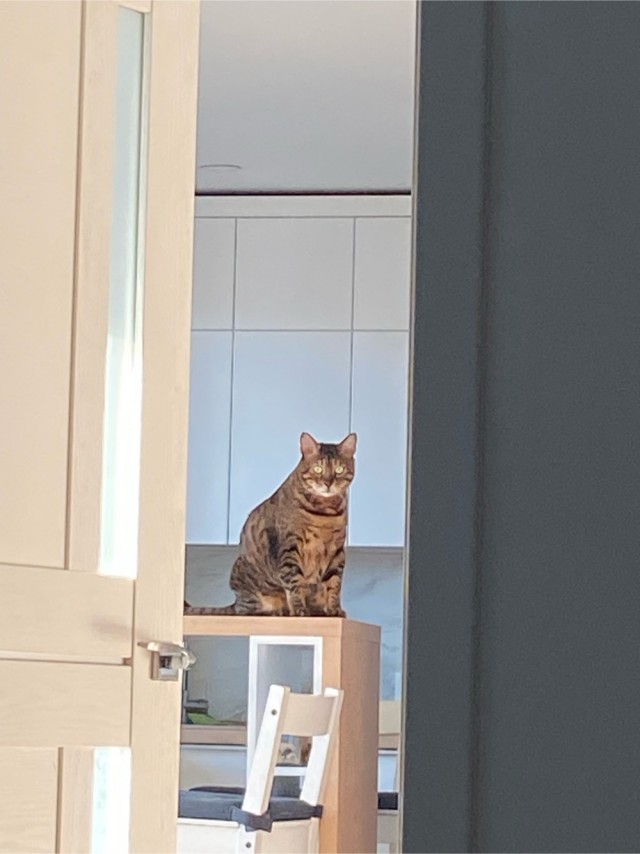 Лена! Прекратите мучать котика!