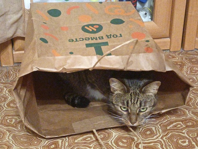 Котовторник! 16+ Коллеги-рабы, отмечаемся, у кого хозяину много лет!
