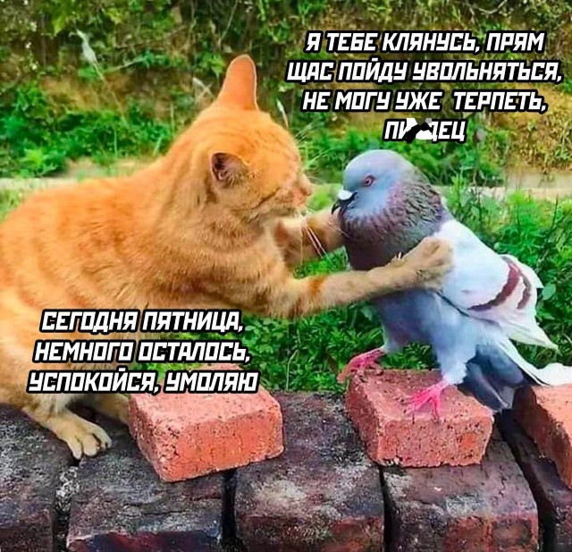 Картинки и тексты улыбательные