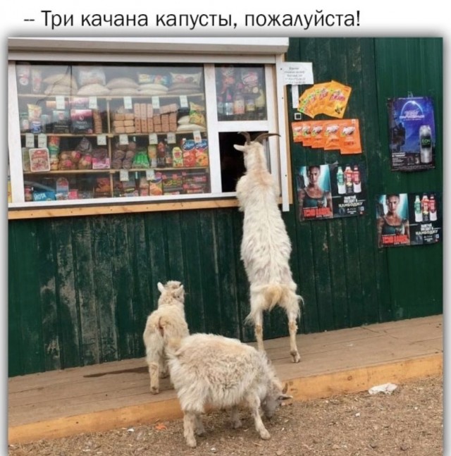 Весёлый полтишок 15.10.23