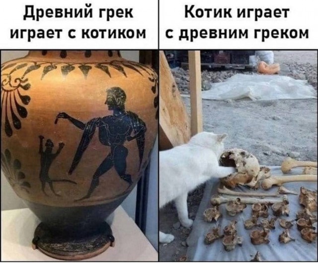 Котовторник в картинках
