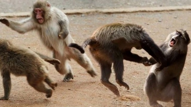 Зоопарк разбежался