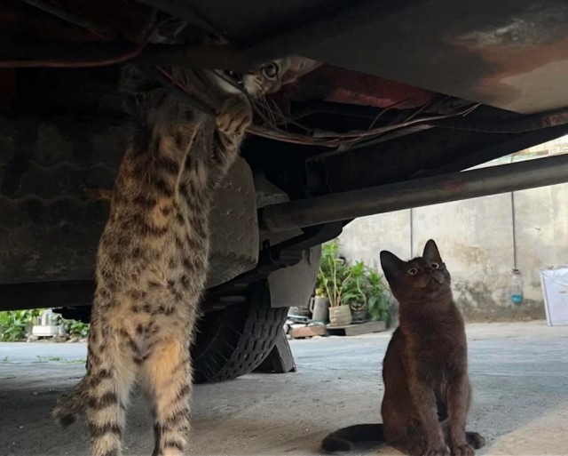 Электрокотики