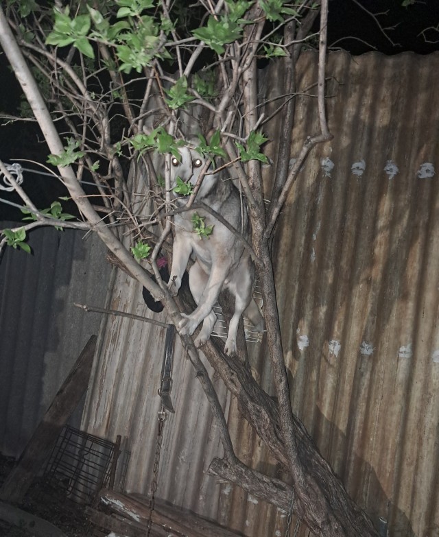 Ночной гон у моего пса.