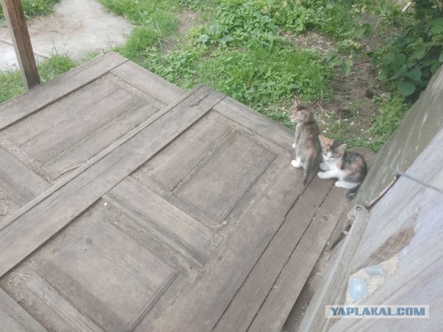 Жизнь домашнего приюта для котеек 547