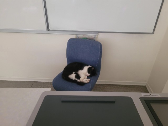 Спящих котеек тред