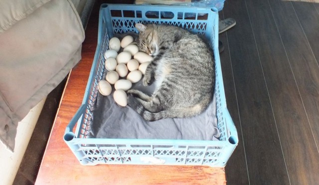 Котовторник же!