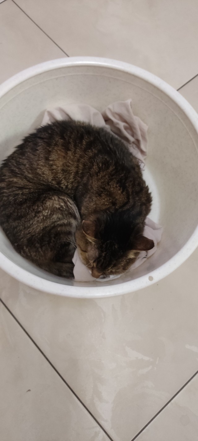 Тазик наше всё