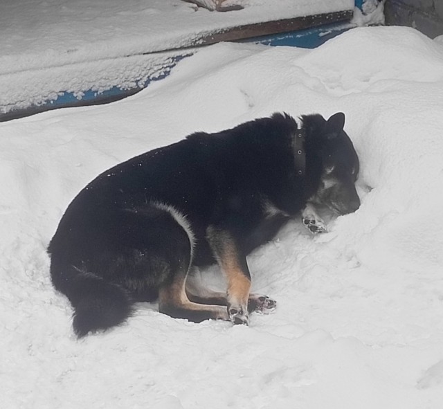 Собакочетверг же, но кошку из фото не выкинешь