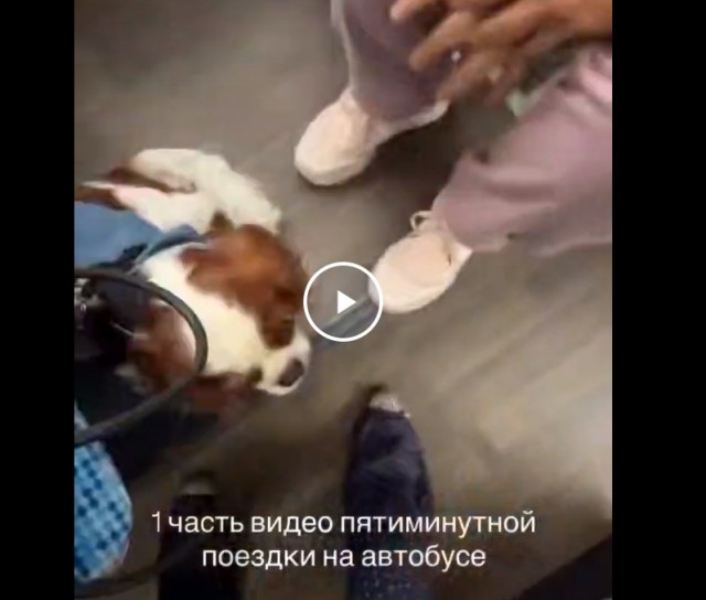 Девушка зашла с небольшой собачкой в автобус, идущий по маршруту М40