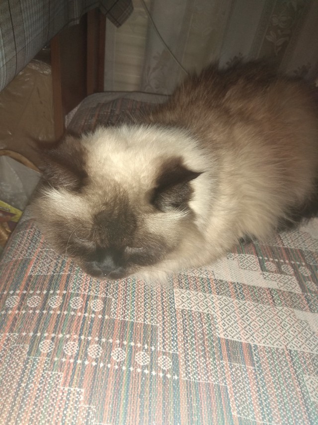 Кот интересуется) жизнь одного Кота)