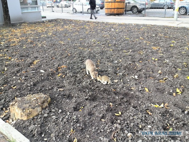 Котовторник 22.10.2013