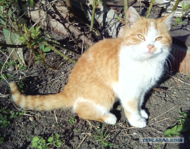 Котовторник   15.04.2014