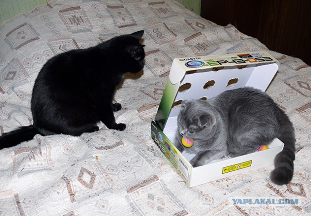 Котовторник