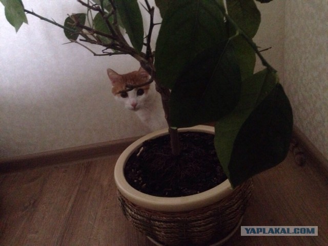 Котовторник