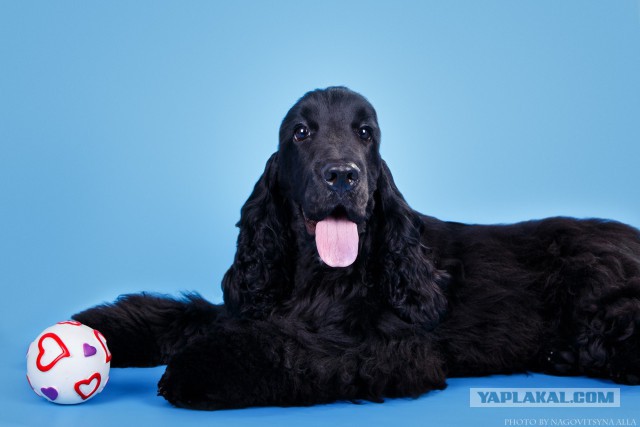 Мои собачки. К четвергу.