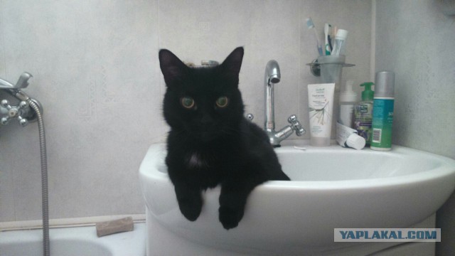 Мужчина приютил брошенного котенка. Через 3 дня кот спас ему жизнь!