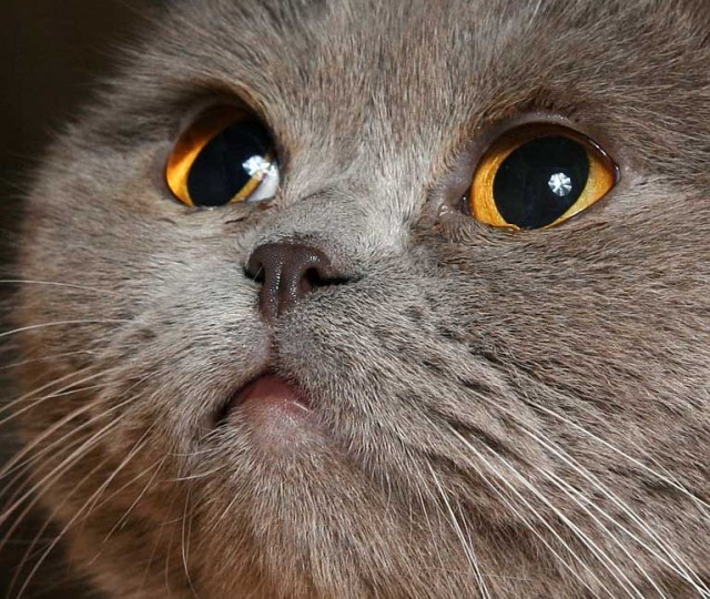 Коты, кошки, котята