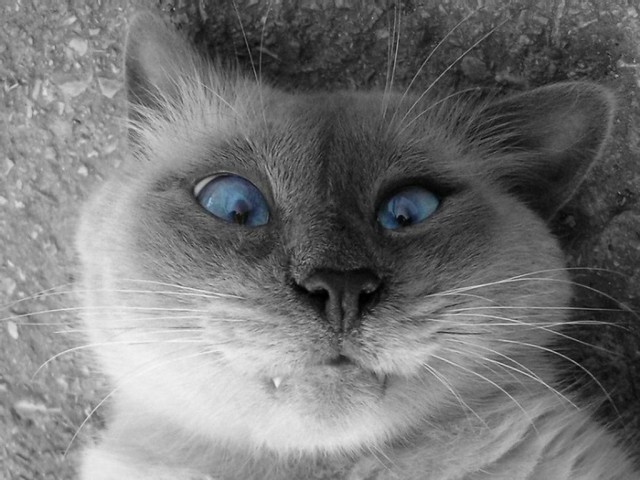 Коты из сети